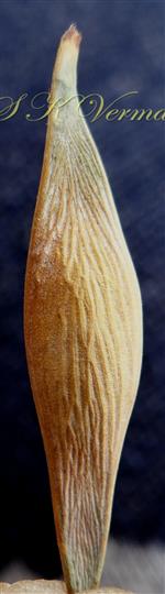  Legume